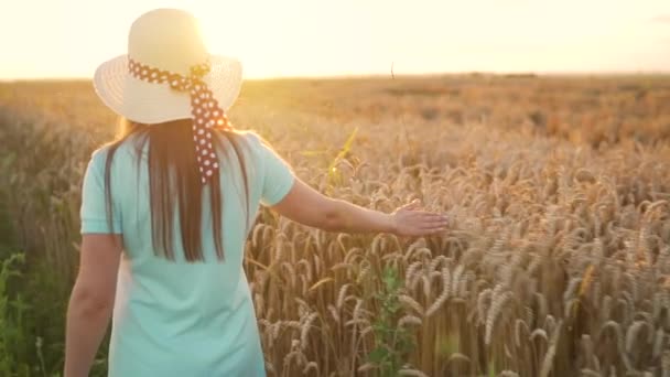 Mujer con un sombrero y un vestido azul camina a lo largo de un campo de trigo y toca espiguillas maduras de trigo con su mano en una luz del atardecer. Movimiento lento — Vídeo de stock