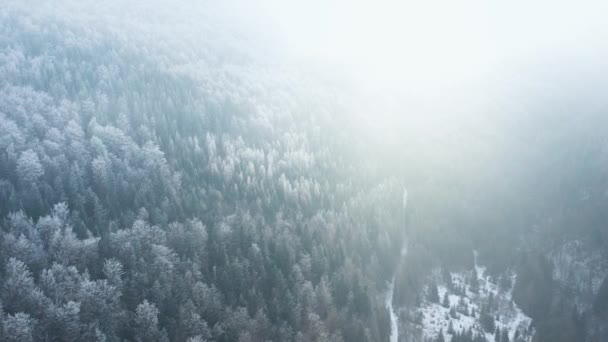 Egy mesés téli erdő fölött repülve, a fákat fagy borítja, a köd kavarog a hegyek felett. — Stock videók
