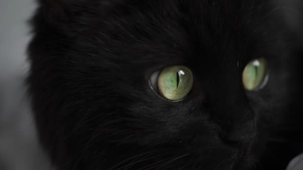 Bozal de un gato negro de perfil con ojos verdes de cerca — Vídeo de stock