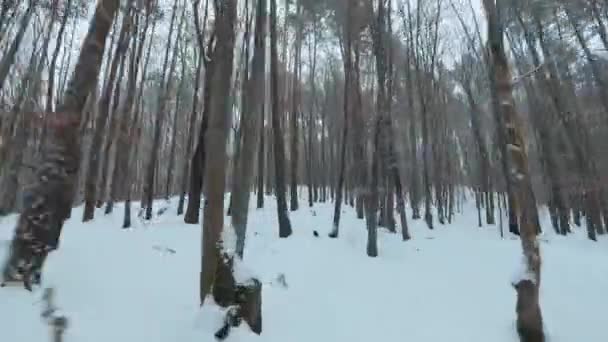 Быстрый маневренный перелет между деревьями в зимнем лесу при снегопаде. Снежинки падают прямо в камеру — стоковое видео