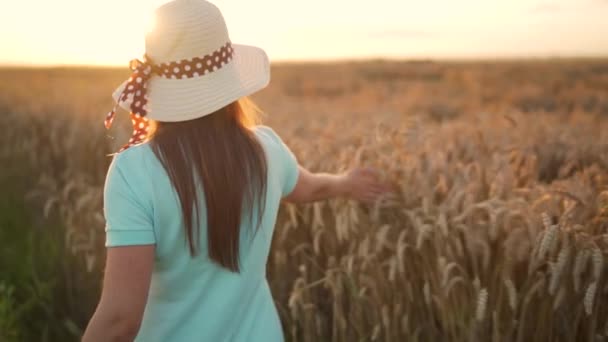 Žena v klobouku a modrých šatech kráčí po pšeničném poli a dotýká se zralých hřeby pšenice rukou ve světle zapadajícího slunce. Zpomalený pohyb — Stock video
