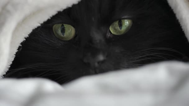 Chat moelleux noir aux yeux verts gît enveloppé dans une couverture. Symbole Halloween — Video