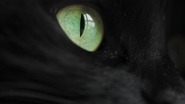 Muzzle of a black cat in profile with green eyes extreme close up — Stock Video