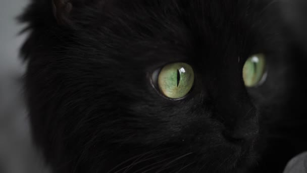 Bozal de un gato negro de perfil con ojos verdes de cerca — Vídeo de stock