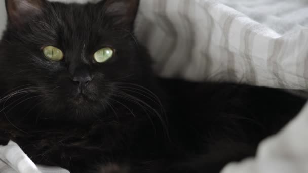 Черный пушистый кот с зелеными глазами лежит завернутый в одеяло. Символ Хэллоуина — стоковое видео