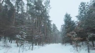 Kış ormanlarında kar yağarken yere yakın patika boyunca hızlı manevra uçuşu. Kar taneleri kameraya düşer.