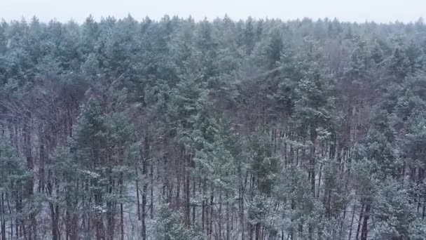 Вид сверху на зимний заснеженный лес во время снегопада. Зимний лес как фон — стоковое видео