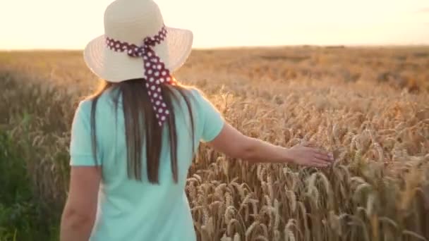 Mujer con un sombrero y un vestido azul camina a lo largo de un campo de trigo y toca espiguillas maduras de trigo con su mano en una luz del atardecer. — Vídeos de Stock