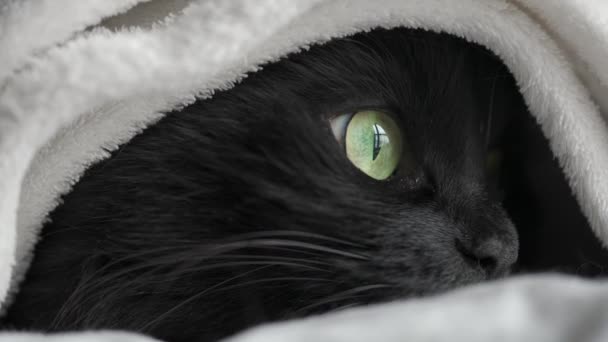 Black fluffy cat with green eyes lies wrapped in a blanket. Halloween symbol — Stock Video