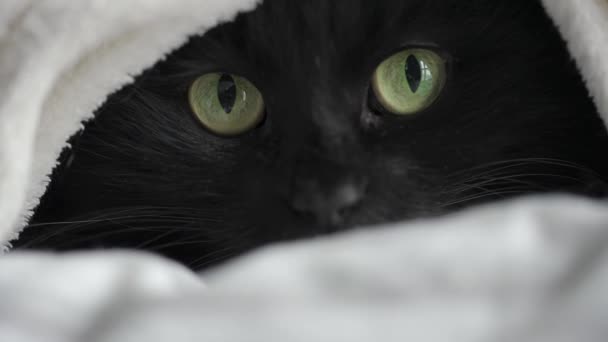 Μαύρη χνουδωτή γάτα με πράσινα μάτια ξαπλωμένη τυλιγμένη σε κουβέρτα. Απόκριες — Αρχείο Βίντεο