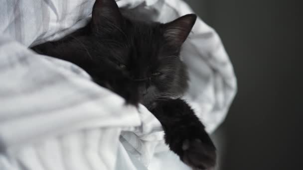 Black fluffy cat with green eyes lies wrapped in a blanket with its paws out — Stock Video
