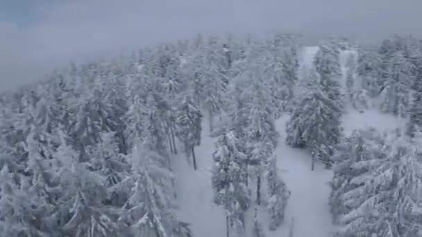 Utsikt over et flott vinterlandskap på nært hold. Rask og manøvrerbar flytur mellom snødekte trær. Filmet på FPV-drone. – stockvideo