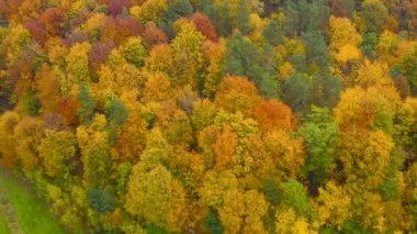 Parlak sarı bir sonbahar ormanının tepesinden bak.