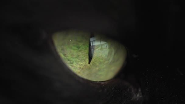 Close-up extremo de um olho verde de um gato preto. Símbolo de Halloween. — Vídeo de Stock