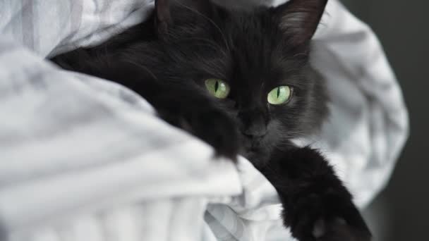 Yeşil gözlü, siyah tüylü kedi pençeleri açık bir battaniyeye sarılmış yatıyor. Yavaş çekim — Stok video
