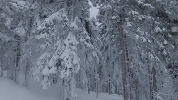 Luftaufnahme einer märchenhaften Winterberglandschaft aus der Nähe. Glatter und wendiger Flug zwischen schneebedeckten Bäumen. Auf FPV-Drohne gefilmt. — Stockvideo