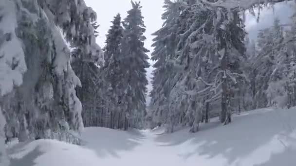 Vista aérea de un fabuloso paisaje de montaña de invierno de cerca. Vuelo suave y maniobrable entre árboles cubiertos de nieve. Filmado en FPV drone. — Vídeos de Stock