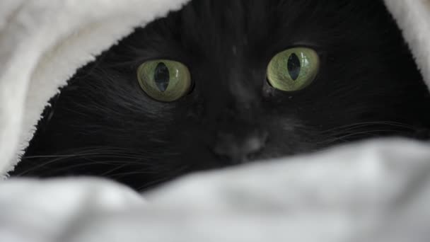Svart fluffig katt med gröna ögon ligger insvept i en filt. Halloween symbol — Stockvideo