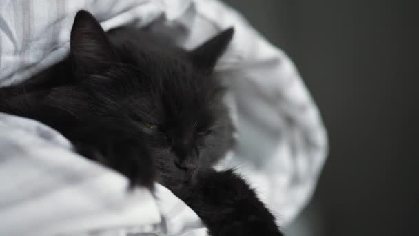 Schwarze flauschige Katze mit grünen Augen liegt in eine Decke gehüllt, die Pfoten ausgebreitet. — Stockvideo