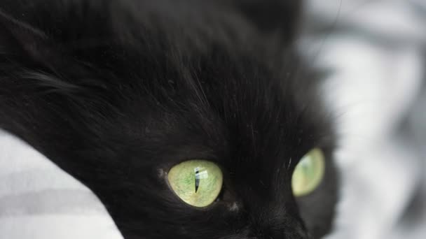 Черный пушистый кот с зелеными глазами лежит завернутый в одеяло. Символ Хэллоуина — стоковое видео