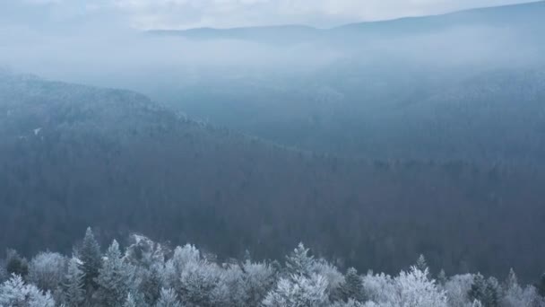 Voando sobre uma fabulosa floresta de inverno, as árvores estão cobertas com geada, o nevoeiro paira sobre as montanhas — Vídeo de Stock