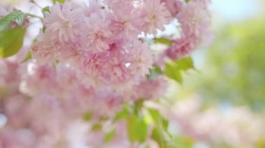 Çiçek açan Japon kirazı ya da sakura rüzgarda sallanıyor açık bir gökyüzünün arka planında