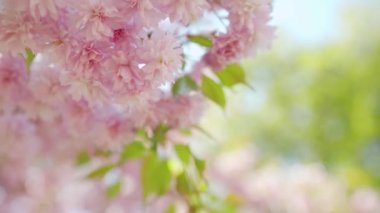 Çiçek açan Japon kirazı ya da sakura rüzgarda sallanıyor açık bir gökyüzünün arka planında