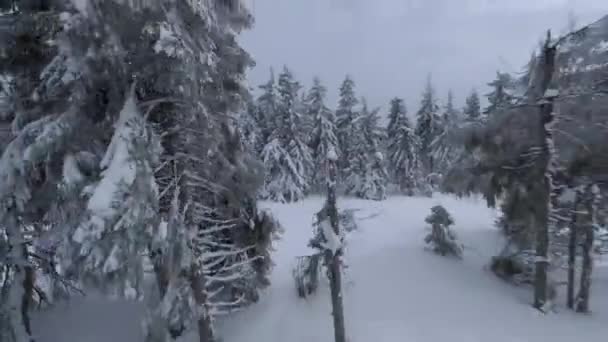 Légi kilátás egy mesés téli hegyi táj közelről. Sima és manőverező repülés hófákkal borított fák között. FPV drónnal filmezve. — Stock videók