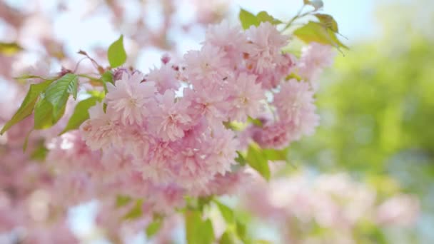 Bloeiende Japanse kers of sakura zwaaien in de wind tegen de achtergrond van een heldere hemel — Stockvideo