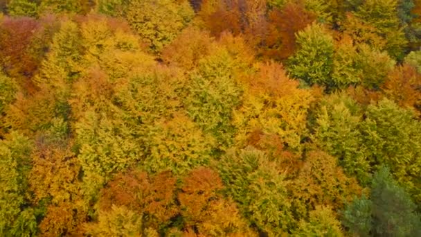 저높은 곳에서 밝은 노란색 가을 숲을 바라봄 — 비디오