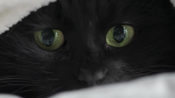 Zwarte pluizige kat met groene ogen ligt verpakt in een deken. Ze kijkt om zich heen en de pupillen verwijden en verkleinen. Halloween symbool — Stockvideo