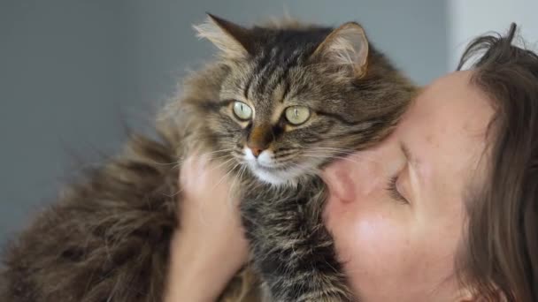 Nő megcsókolja és dörzsöli az arcát egy nagyon bolyhos tabby macska kifejezni szerelmét és szeretetét, lassított felvétel — Stock videók