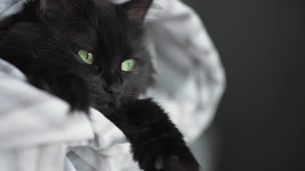 Black fluffy cat with green eyes lies wrapped in a blanket with its paws out. — Stock Video