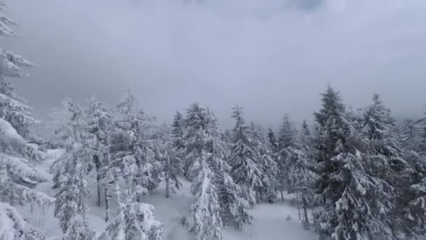 Flygfoto över en fantastisk vinter bergslandskap närbild. Smidig och lättmanövrerad flygning mellan snötäckta träd. Inspelning på FPV-drönare. — Stockvideo