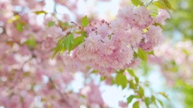 Çiçek açan Japon kirazı ya da sakura rüzgarda sallanıyor açık bir gökyüzünün arka planında