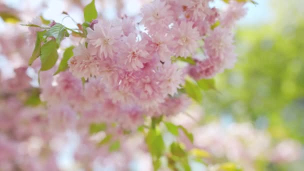 Virágzó japán cseresznye vagy sakura ringatózik a szélben a tiszta ég hátterében — Stock videók