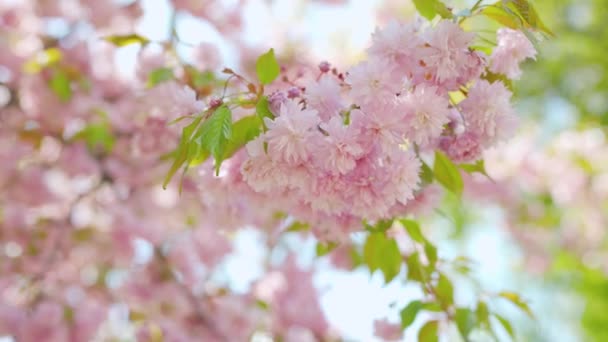 Floração cereja japonesa ou oscilação sakura no vento contra o pano de fundo de um céu limpo — Vídeo de Stock