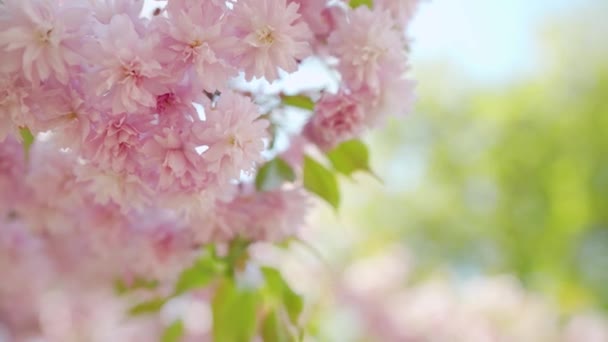 Floreciente cereza japonesa o sakura se balancean en el viento contra el telón de fondo de un cielo despejado — Vídeo de stock