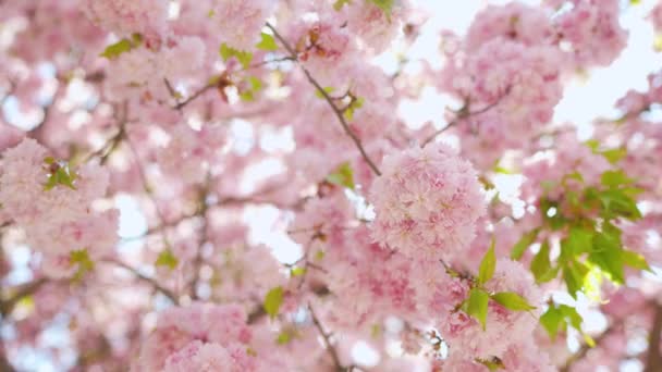 Цветущая японская вишня или сакура раскачиваются на ветру на фоне ясного неба — стоковое видео