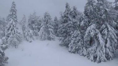 Muhteşem bir kış dağ manzarasının havadan görünüşü. Karla kaplı ağaçlar arasında hızlı ve manevra kabiliyeti yüksek bir uçuş. FPV insansız hava aracı ile çekildi.
