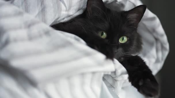 Svart fluffig katt med gröna ögon ligger insvept i en filt med tassarna ut. — Stockvideo