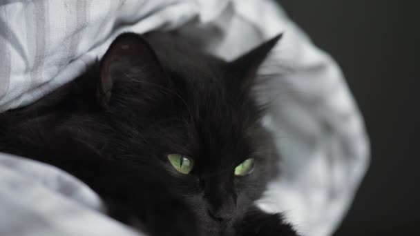 緑の目をした黒いふわふわの猫が毛布に包まれています。ハロウィーンのシンボル — ストック動画