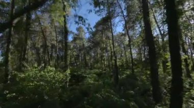 Ormanda güzel bir yaz günü. Yeşil ağaçlar arasında pürüzsüz uçuş. Sihirli yaz ormanı