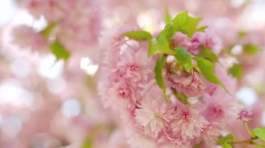 Çiçek açan Japon kirazı ya da sakura rüzgarda sallanıyor açık bir gökyüzünün arka planında