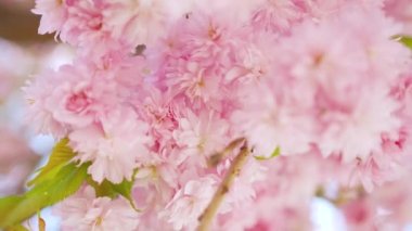 Çiçek açan Japon kirazı ya da sakura rüzgarda sallanıyor açık bir gökyüzünün arka planında