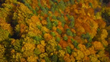 Parlak sarı bir sonbahar ormanının tepesinden bak.