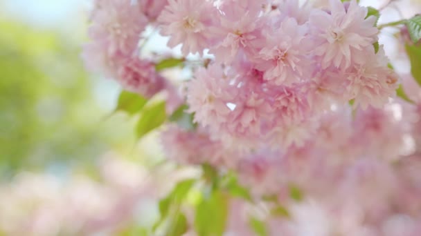 Blommande japanska körsbär eller sakura svajar i vinden mot bakgrund av en klar himmel — Stockvideo