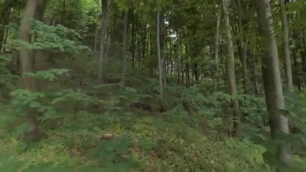 Hermoso día de verano en el bosque. Vuelo suave entre árboles verdes. Bosque mágico de verano — Vídeos de Stock