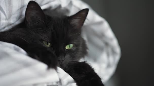 Green Eyes Black Cat Breeds With Gold Eyes Seeing A Black Cats