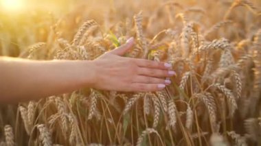 Dişi el batan güneşin ışınlarında olgunlaşmış buğday kulaklarına dokunur. Yavaş çekim